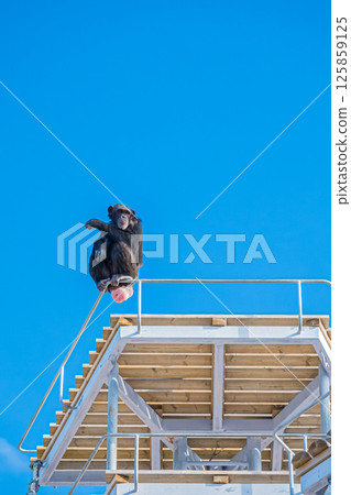 北海道札幌市圓山動物園的黑猩猩 125859125
