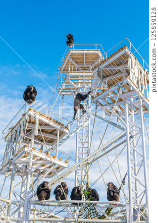 北海道札幌市圓山動物園的黑猩猩 125859128