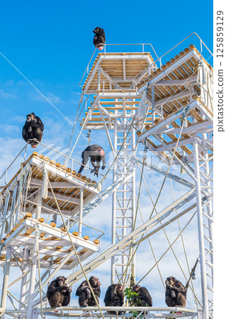 北海道札幌市圓山動物園的黑猩猩 125859129