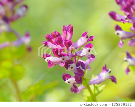 Red flowers of Corydalis purpurea Red flowers of Corydalis purpurea 125859132