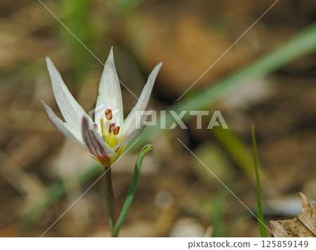 amana white flower amana white flower 125859149