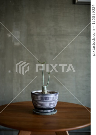 Adenium with elongated leaves Adenium with elongated leaves 125859324