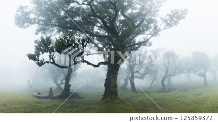 The Mystical Fairy Forest Fanal is a Wondrous Laurel Forest with Clouds and Fog and a UNESCO World Heritage Site on Madeira Island in Portugal. 125859372
