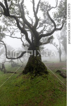 The Mystical Fairy Forest Fanal is a Wondrous Laurel Forest with Clouds and Fog and a UNESCO World Heritage Site on Madeira Island in Portugal. 125859373