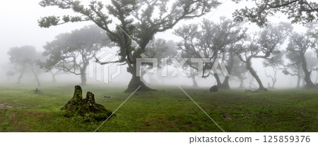 The Mystical Fairy Forest Fanal is a Wondrous Laurel Forest with Clouds and Fog and a UNESCO World Heritage Site on Madeira Island in Portugal. 125859376
