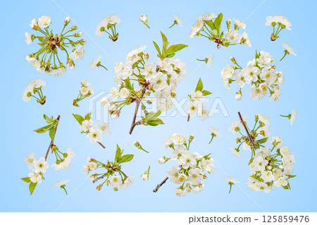 A spring frame of blooming white cherry twigs flying in the air on a blue gradient background. Concept of spring, Easter, spring blooming flowers. A spring frame of blooming white cherry twigs flying in the air on a blue gradient background. Concept of spring, Easter, spring blooming flowers. 125859476