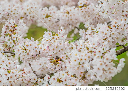 北海道松前公園的春天 北海道松前公園的春天 125859602