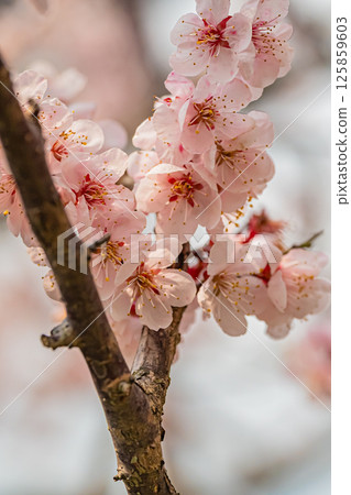 北海道松前公園的春天 北海道松前公園的春天 125859603