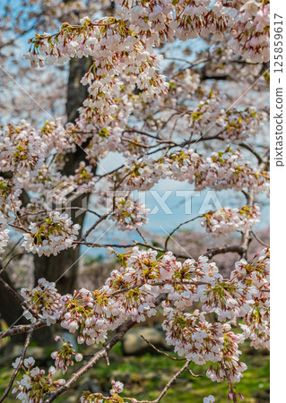 Spring in Matsumae Park, Hokkaido 125859617