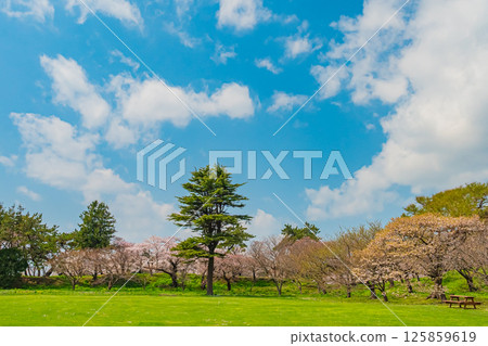 北海道松前公園的春天 125859619