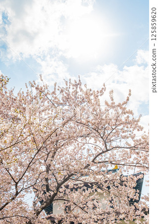 北海道松前公園的春天 北海道松前公園的春天 125859620