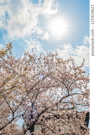 北海道松前公園的春天 125859621