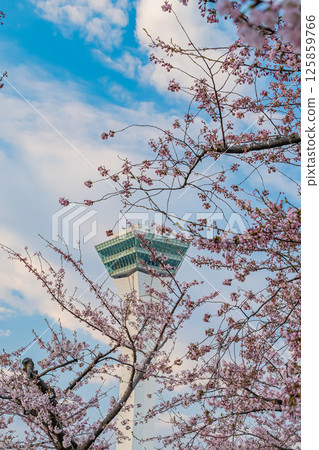 北海道函館五稜郭公園的春天 125859766