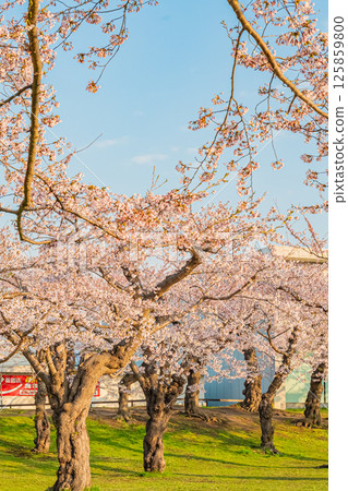 Spring at Goryokaku Park in Hakodate, Hokkaido 125859800