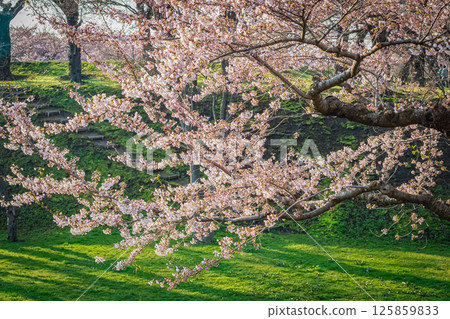 Spring at Goryokaku Park in Hakodate, Hokkaido Spring at Goryokaku Park in Hakodate, Hokkaido 125859833