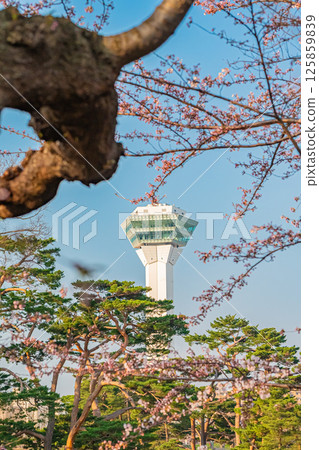 北海道函館五稜郭公園的春天 125859839