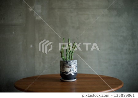 大理石盆中種植的 Pferlsdorfii 大理石盆中種植的 Pferlsdorfii 125859861