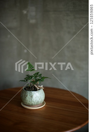 一株種植在自製陶瓷花盆裡的日本冬青 一株種植在自製陶瓷花盆裡的日本冬青 125859865