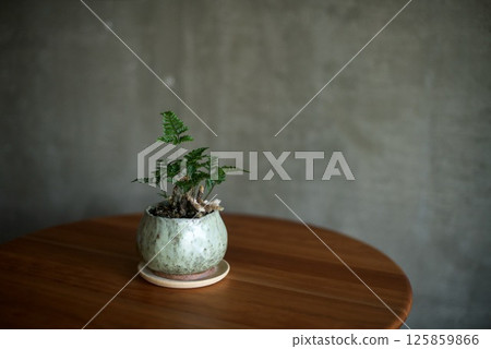 A Japanese holly planted in a homemade ceramic pot A Japanese holly planted in a homemade ceramic pot 125859866
