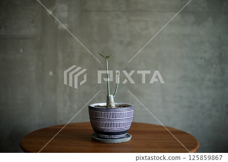Adenium with elongated leaves 125859867
