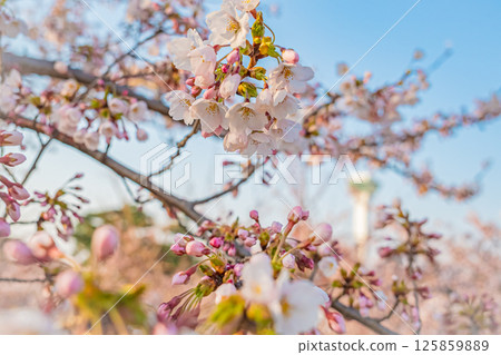 Spring at Goryokaku Park in Hakodate, Hokkaido 125859889
