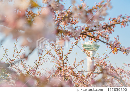 Spring at Goryokaku Park in Hakodate, Hokkaido Spring at Goryokaku Park in Hakodate, Hokkaido 125859890