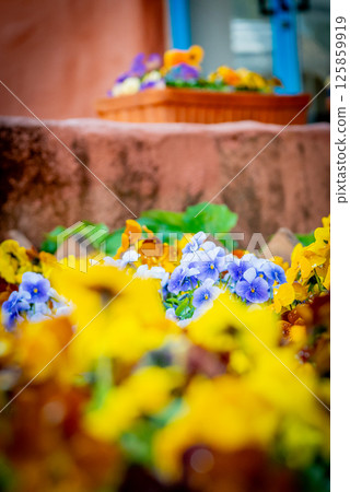 Colorful flowers Colorful flowers 125859919