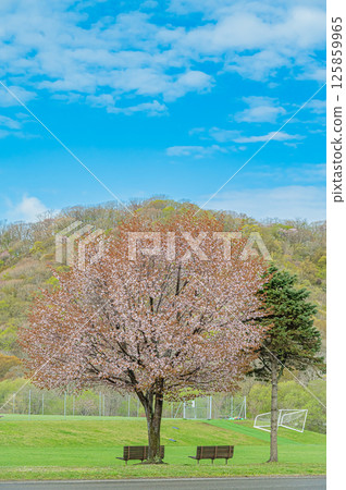 Spring at Yushun Sakura Road in Urakawa, Hokkaido 125859965
