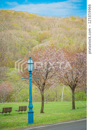 Spring at Yushun Sakura Road in Urakawa, Hokkaido 125859966