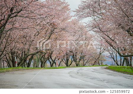 北海道浦川市有春櫻花路的春天 125859972