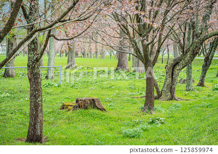 北海道浦川市有春櫻花路的春天 北海道浦川市有春櫻花路的春天 125859974