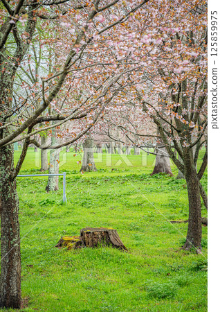 北海道浦川市有春櫻花路的春天 125859975