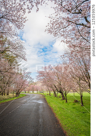 Spring at Yushun Sakura Road in Urakawa, Hokkaido Spring at Yushun Sakura Road in Urakawa, Hokkaido 125859976