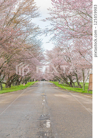 北海道浦川市有春櫻花路的春天 125859983