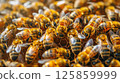 closeup of honeycomb with bee making honey process 125859999