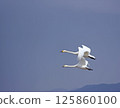 天鵝在天空飛翔 125860100