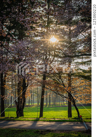 Hokkaido, Cherry blossom trees along Nijukken Road 125860210