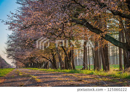 Hokkaido, Cherry blossom trees along Nijukken Road Hokkaido, Cherry blossom trees along Nijukken Road 125860222