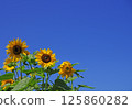 向日葵田 125860282