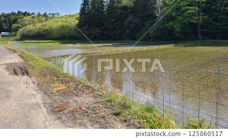 保護野豬的電圍欄 125860517