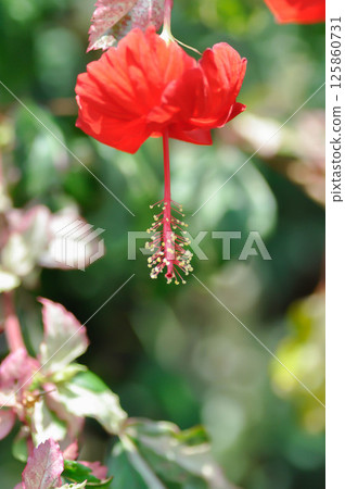 Chinese rose or Hibiscus or Hibiscus rosa sinensis or Hibisceae or Malvaceae , red hibiscus flower Chinese rose or Hibiscus or Hibiscus rosa sinensis or Hibisceae or Malvaceae , red hibiscus flower 125860731