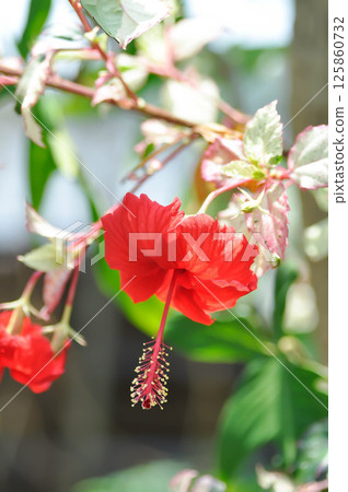 Chinese rose or Hibiscus or Hibiscus rosa sinensis or Hibisceae or Malvaceae , red hibiscus flower 125860732