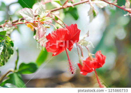Chinese rose or Hibiscus or Hibiscus rosa sinensis or Hibisceae or Malvaceae , red hibiscus flower Chinese rose or Hibiscus or Hibiscus rosa sinensis or Hibisceae or Malvaceae , red hibiscus flower 125860733