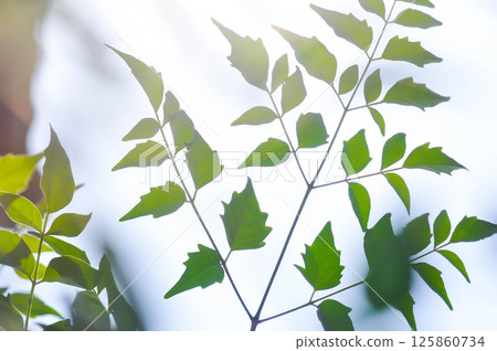 Cork tree, Indian cork tree or Millingtonia hortensis Linn or BIGNONIACEAE or small Cork tree and sky background or leaf background Cork tree, Indian cork tree or Millingtonia hortensis Linn or BIGNONIACEAE or small Cork tree and sky background or leaf background 125860734