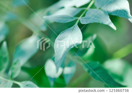 Cork tree, Indian cork tree or Millingtonia hortensis Linn or BIGNONIACEAE or small Cork tree and sky background or leaf background Cork tree, Indian cork tree or Millingtonia hortensis Linn or BIGNONIACEAE or small Cork tree and sky background or leaf background 125860736