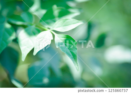 Cork tree, Indian cork tree or Millingtonia hortensis Linn or BIGNONIACEAE or small Cork tree and sky background or leaf background 125860737