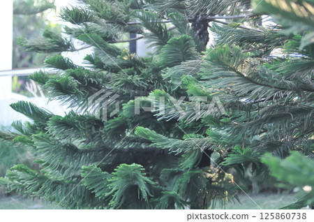 Araucaria cunninghamii, Araucaria heterophylla or Araucaria heterophylla Salisb Franco or Araucariaeae or Hoop pine or House Pine or Norfolk Island Pine or pine tree 125860738