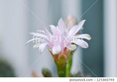 Gymnocalycium ,Gymnocalycium mihanovichii or gymnocalycium mihanovichii variegated with flower or cactus flower Gymnocalycium ,Gymnocalycium mihanovichii or gymnocalycium mihanovichii variegated with flower or cactus flower 125860749