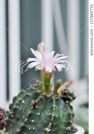 Gymnocalycium ,Gymnocalycium mihanovichii or gymnocalycium mihanovichii variegated with flower or cactus flower Gymnocalycium ,Gymnocalycium mihanovichii or gymnocalycium mihanovichii variegated with flower or cactus flower 125860750