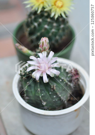 Gymnocalycium ,Gymnocalycium mihanovichii or gymnocalycium mihanovichii variegated with flower or cactus flower Gymnocalycium ,Gymnocalycium mihanovichii or gymnocalycium mihanovichii variegated with flower or cactus flower 125860757